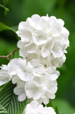 Japanese Snowball Bush (Viburnum Plicatum) - 2 Gallon Pot -Exquisite Plants viburnum plicatum japanese snowball flowers 10
