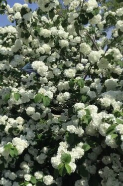 Japanese Snowball Bush (Viburnum Plicatum) - 2 Gallon Pot -Exquisite Plants viburnum plicatum japanese snowball flowers 15