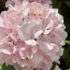 Kern's Pink Snowball Viburnum Bush - 2 Gallon Pot -Exquisite Plants viburnum plicatum kerns pink snowball 2