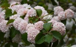 Kern's Pink Snowball Viburnum Bush - 2 Gallon Pot -Exquisite Plants viburnum plicatum kerns pink snowball 7