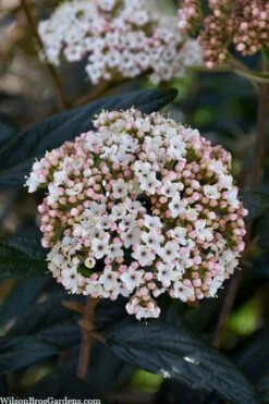 Prague Viburnum - 1 Gallon Pot -Exquisite Plants viburnum pragense prague 2 2