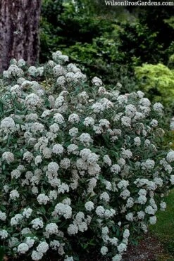 Prague Viburnum - 1 Gallon Pot -Exquisite Plants viburnum pragense prague 4 2
