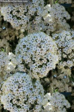 Prague Viburnum - 3 Gallon Pot -Exquisite Plants viburnum pragense prague 5