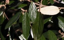 Prague Viburnum - 3 Gallon Pot -Exquisite Plants viburnum pragense prague 7