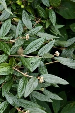 Prague Viburnum - 1 Gallon Pot -Exquisite Plants viburnum pragense prague 9 2