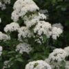 Blackhaw Viburnum - 3 Gallon Pot 2 Blackhaw Viburnum - 3 Gallon Pot -Exquisite Plants viburnum prunifolium black haw 12