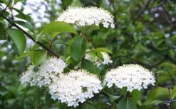 Blackhaw Viburnum - 3 Gallon Pot 15 Blackhaw Viburnum - 3 Gallon Pot -Exquisite Plants viburnum prunifolium black haw 4