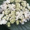 Alleghany Viburnum - 1 Gallon Pot -Exquisite Plants viburnum rhytidophylloides alleghany 2 thumbnail