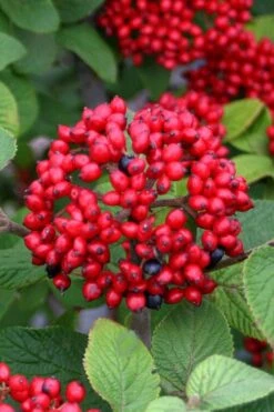 Alleghany Viburnum - 1 Gallon Pot -Exquisite Plants viburnum rhytidophylloides alleghany 4