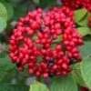 Red Balloon Viburnum - 3 Gallon Pot -Exquisite Plants viburnum rhytidophylloides red balloon 1