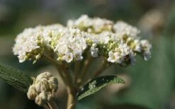 Willowwood Viburnum - 3 Gallon Pot 12 Willowwood Viburnum - 3 Gallon Pot -Exquisite Plants viburnum rhytidophylloides willowwood 2