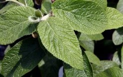 Willowwood Viburnum - 3 Gallon Pot 13 Willowwood Viburnum - 3 Gallon Pot -Exquisite Plants viburnum rhytidophylloides willowwood 3