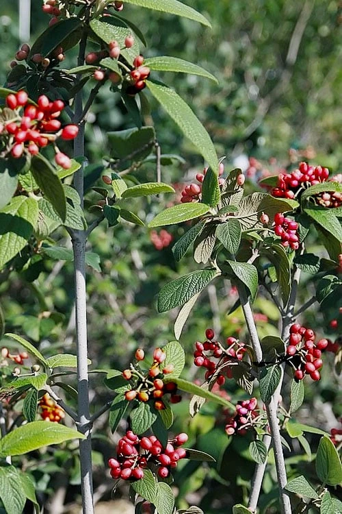 Willowwood Viburnum - 3 Gallon Pot 9 Willowwood Viburnum - 3 Gallon Pot - Image 7