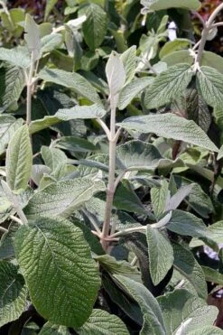 Willowwood Viburnum - 3 Gallon Pot 14 Willowwood Viburnum - 3 Gallon Pot -Exquisite Plants viburnum rhytidophylloides willowwood 6