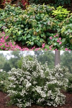 Shiny Dancer Viburnum - 2 Gallon Pot 12 Shiny Dancer Viburnum - 2 Gallon Pot -Exquisite Plants viburnum shiny dancer 22