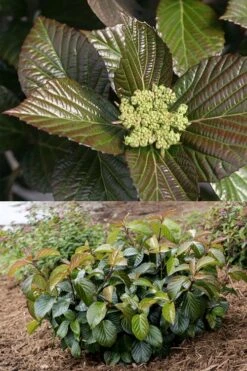 Shiny Dancer Viburnum - 2 Gallon Pot 14 Shiny Dancer Viburnum - 2 Gallon Pot -Exquisite Plants viburnum shiny dancer 27