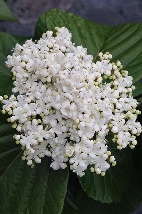 Shiny Dancer Viburnum - 2 Gallon Pot 9 Shiny Dancer Viburnum - 2 Gallon Pot - Image 7