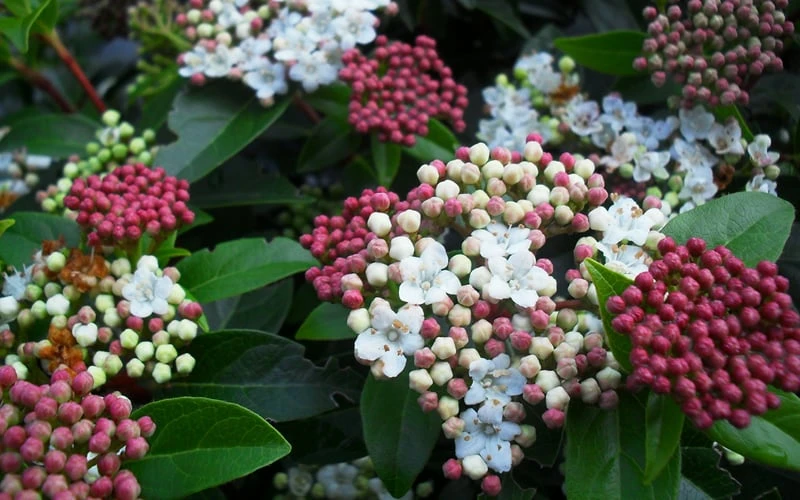 Spring Bouquet Viburnum - 1 Gallon Pot 8 Spring Bouquet Viburnum - 1 Gallon Pot - Image 6