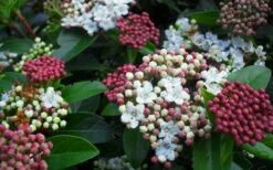Spring Bouquet Viburnum - 3 Gallon Pot -Exquisite Plants viburnum spring bouquet 800x500 3