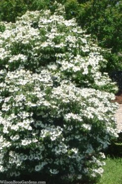 Summer Snowflake Viburnum - 1 Gallon Pot 13 Summer Snowflake Viburnum - 1 Gallon Pot -Exquisite Plants viburnum summer snowflake 102