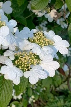 Summer Snowflake Viburnum - 1 Gallon Pot 14 Summer Snowflake Viburnum - 1 Gallon Pot -Exquisite Plants viburnum summer snowflake 103