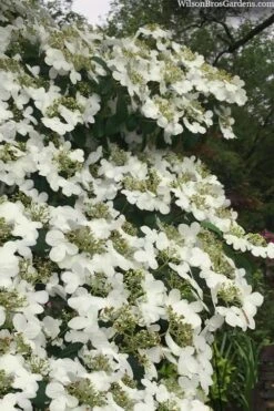 Summer Snowflake Viburnum - 1 Gallon Pot 16 Summer Snowflake Viburnum - 1 Gallon Pot -Exquisite Plants viburnum summer snowflake 105