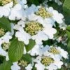Summer Snowflake Viburnum - 1 Gallon Pot -Exquisite Plants viburnum summer snowflake 106