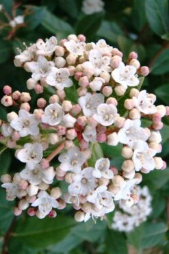Spring Bouquet Viburnum - 3 Gallon Pot -Exquisite Plants viburnum tinus spring bouquet 1 2