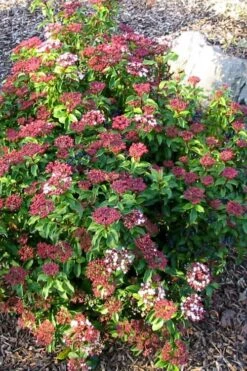 Spring Bouquet Viburnum - 6 Pack Of 1 Gallon Pots -Exquisite Plants viburnum tinus spring bouquet 2