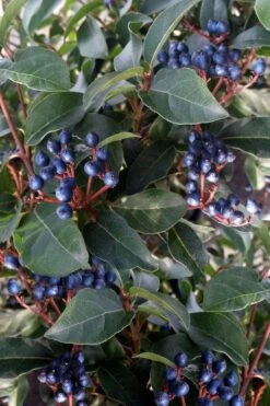 Spring Bouquet Viburnum - 6 Pack Of 1 Gallon Pots -Exquisite Plants viburnum tinus spring bouquet 5