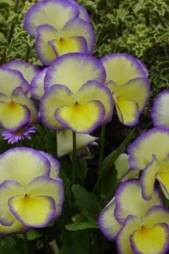 Etain Hardy Viola - 5 Pack Of Quart Pots -Exquisite Plants viola etain 1