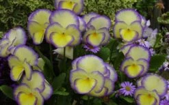 Etain Hardy Viola - 5 Pack Of Quart Pots -Exquisite Plants viola etain 2