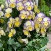 Etain Hardy Viola - 5 Pack Of Quart Pots 1 Etain Hardy Viola - 5 Pack Of Quart Pots -Exquisite Plants viola etain 3