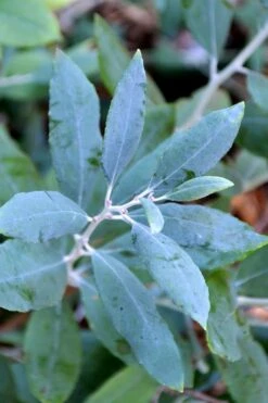 Woodlanders Blue Dusty Zenobia (Honeycup) - 1 Gallon Pot 15 Woodlanders Blue Dusty Zenobia (Honeycup) - 1 Gallon Pot -Exquisite Plants zenobia woodlanders blue 21