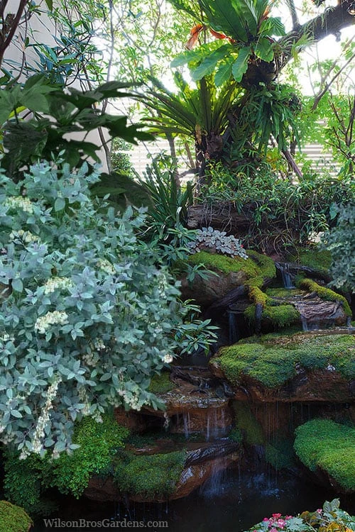 Woodlanders Blue Dusty Zenobia (Honeycup) - 1 Gallon Pot 6 Woodlanders Blue Dusty Zenobia (Honeycup) - 1 Gallon Pot - Image 4